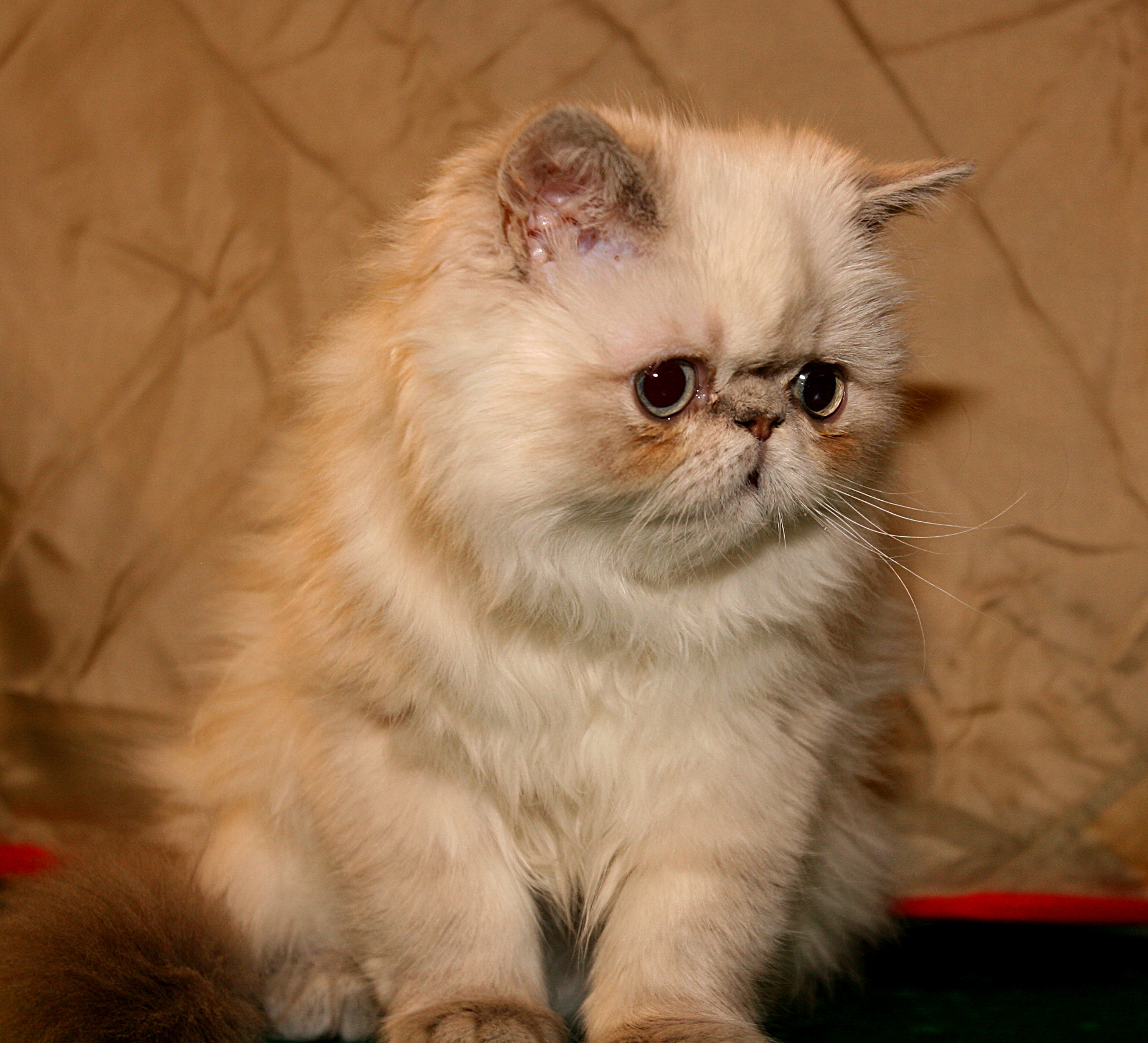 Biscuit, a flame point Persian kitten