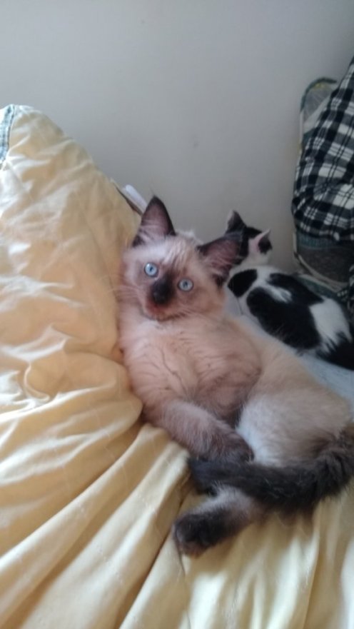 Persephone, a seal point Persian kitten