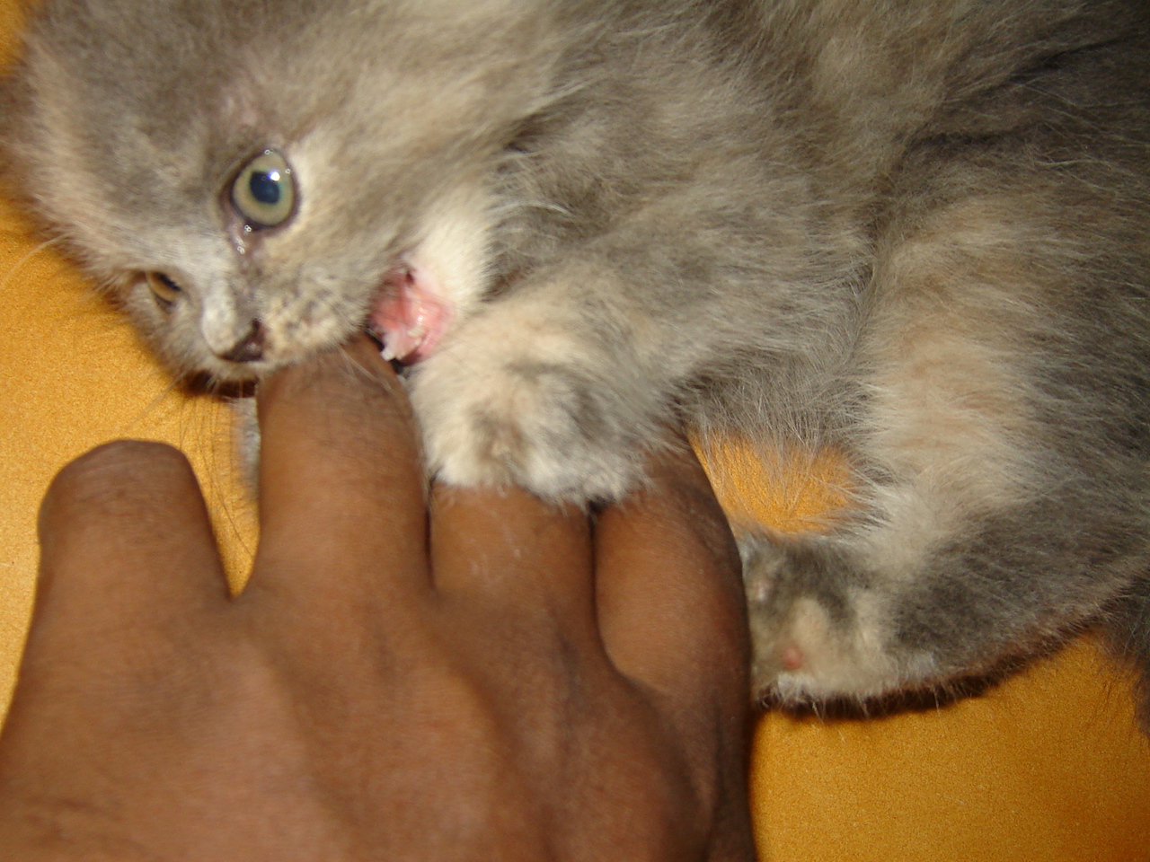 Pickle, a blue cream Persian kitten